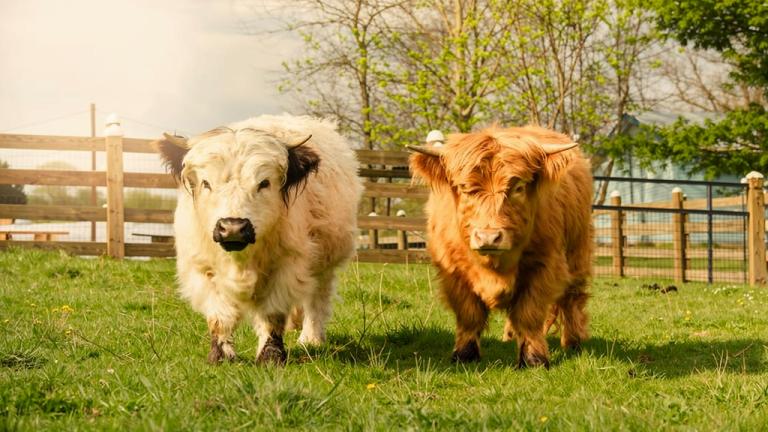 How Much Is a Mini Highland Cow? (2026 Price Guide)