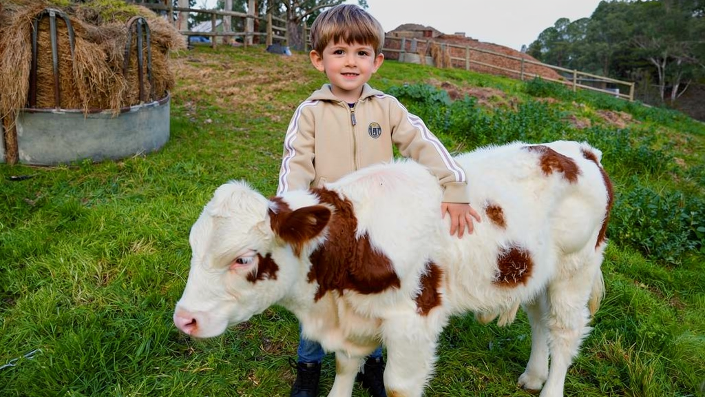 a boy stands next to a brown and white mini cow