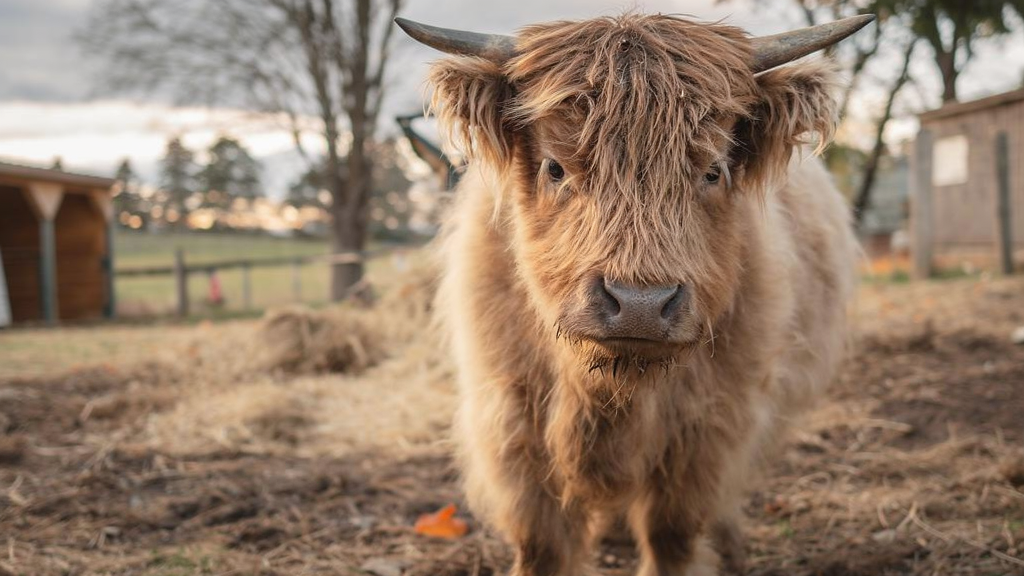 a mini cow looks at the camera