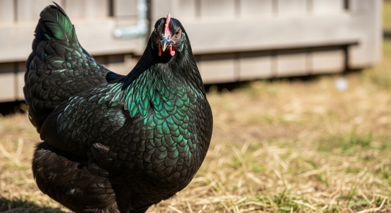 Orpington Chicken Colors: Every Variety from Buff to Rare (2026 Guide)